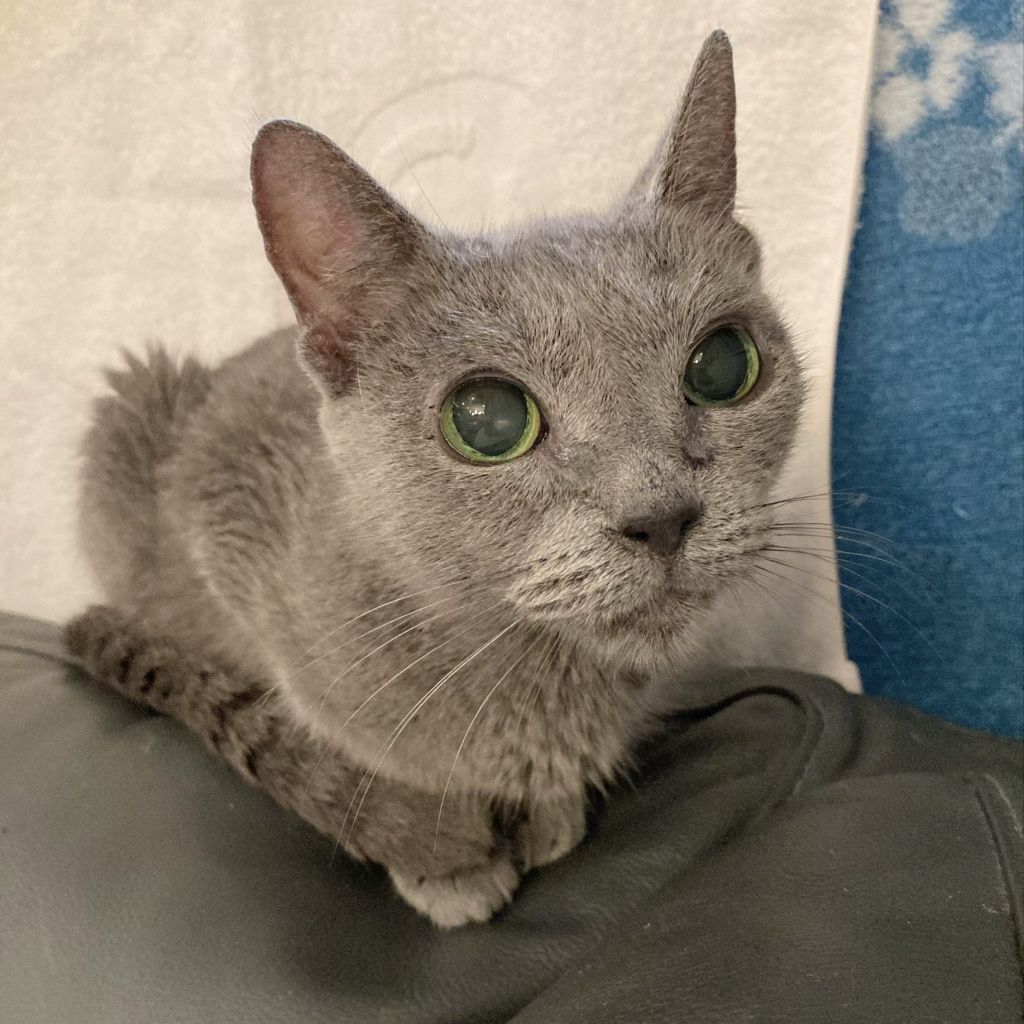 https://s3-ap-northeast-1.amazonaws.com/dev.ribbon-s3-jpn/image-pet-7879-20210611005245-0.jpeg