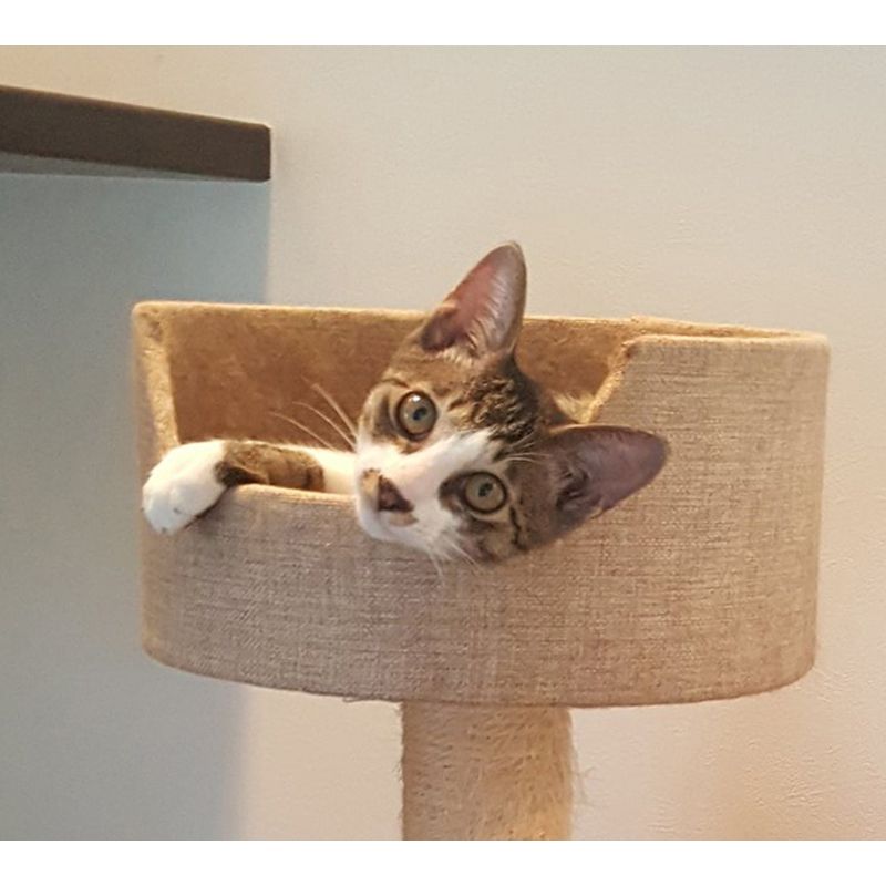 https://s3-ap-northeast-1.amazonaws.com/dev.ribbon-s3-jpn/image-pet-7927-20211012140157-0.jpeg