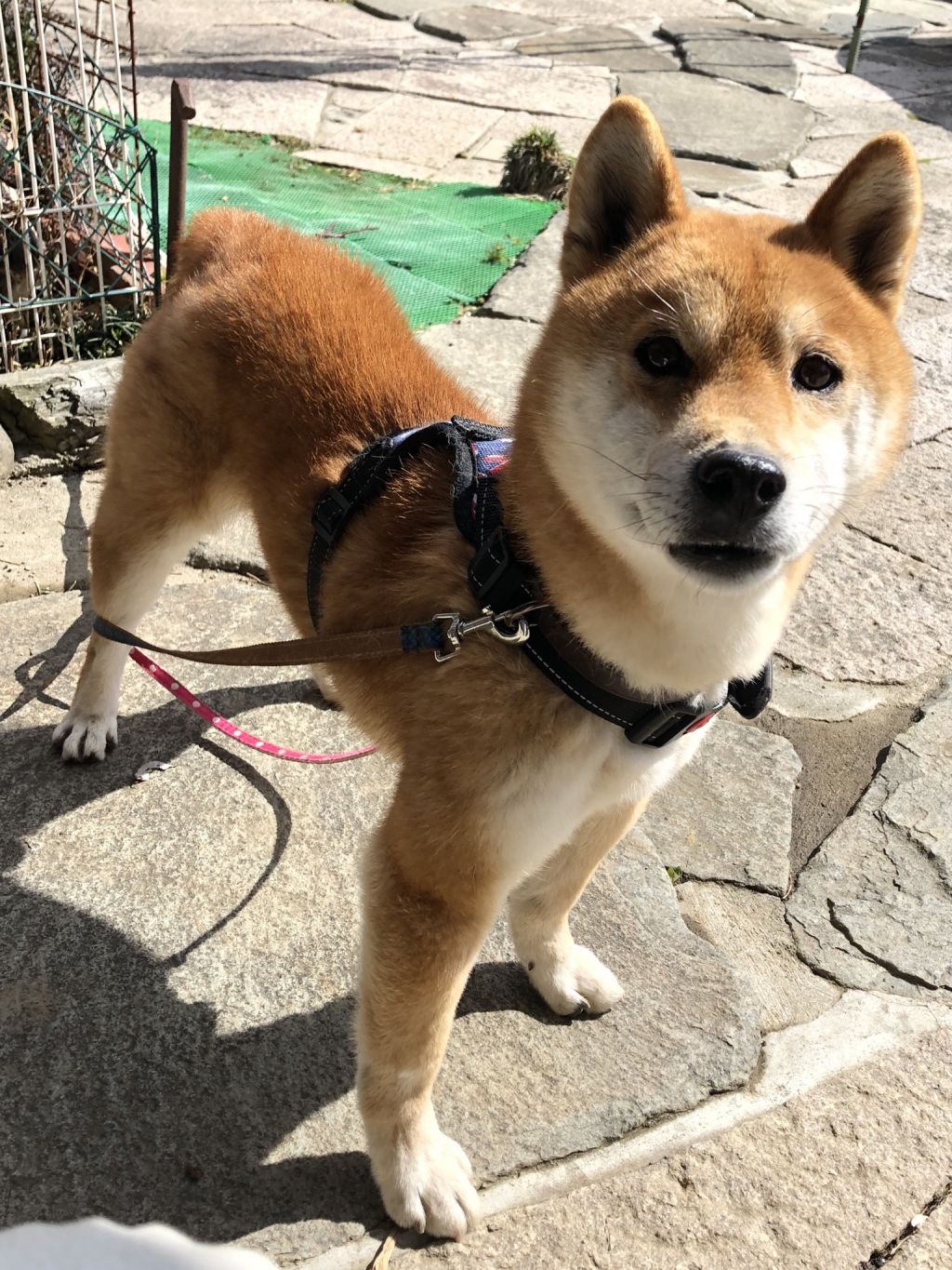 https://s3-ap-northeast-1.amazonaws.com/dev.ribbon-s3-jpn/image-pet-8051-20210710063546-0.jpeg