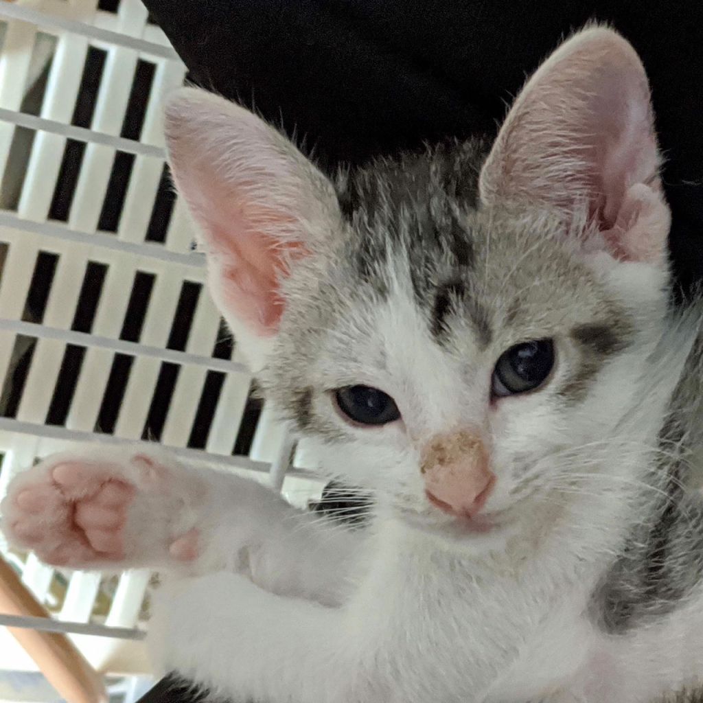 とても人懐っこい キャンドルテールサバ白 雑種 ミックス猫 Npo法人倉敷猫まもりの会 保護犬 保護猫 の里親募集サイトならomusubi お結び