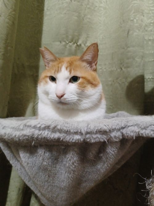 https://s3-ap-northeast-1.amazonaws.com/dev.ribbon-s3-jpn/image-pet-8102-20220105112022-0.jpeg