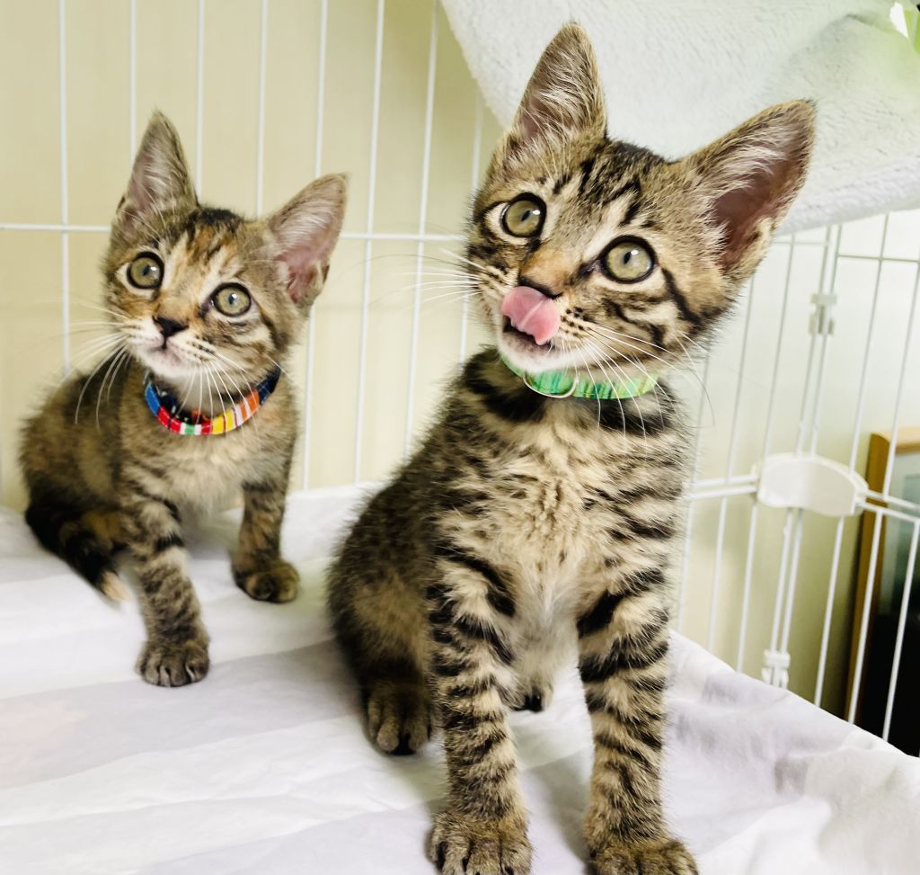 わんぱく激カワ仲良し兄妹!!  雑種(ミックス猫)  ねこから目線 