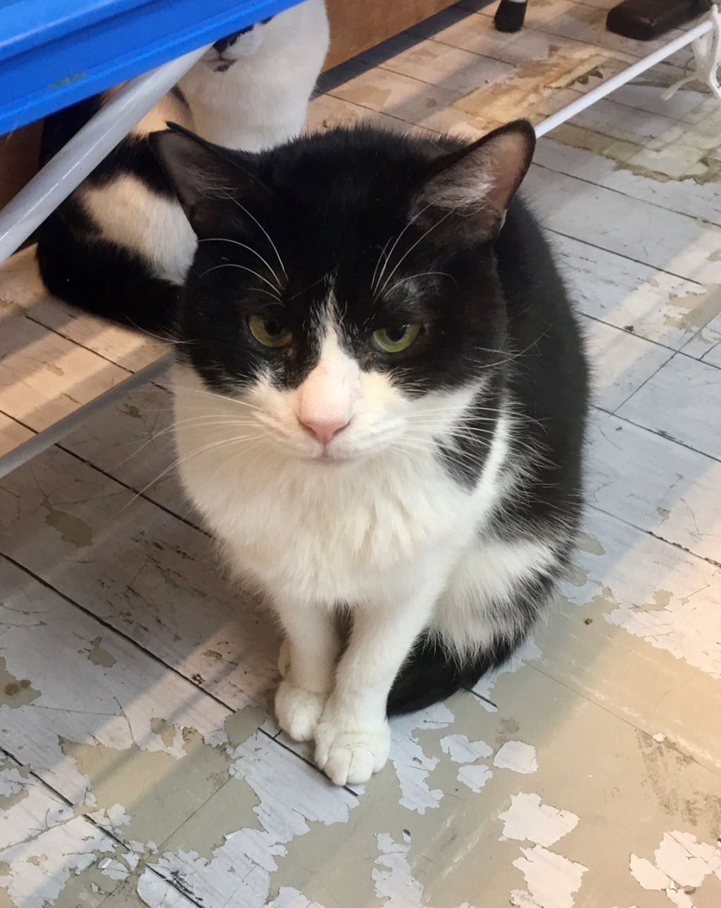 急激に人慣れしてきているちょび丸くん 猫社会性 雑種 ミックス猫 猫かふぇ 和風猫本舗 保護犬 保護猫の里親募集サイトならomusubi お結び 急激に人慣れしてきているちょび丸くん 猫社会性 雑種 ミックス猫 猫かふぇ 和風猫本舗 保護犬 保護猫の里親募集サイトならomusubi お結び