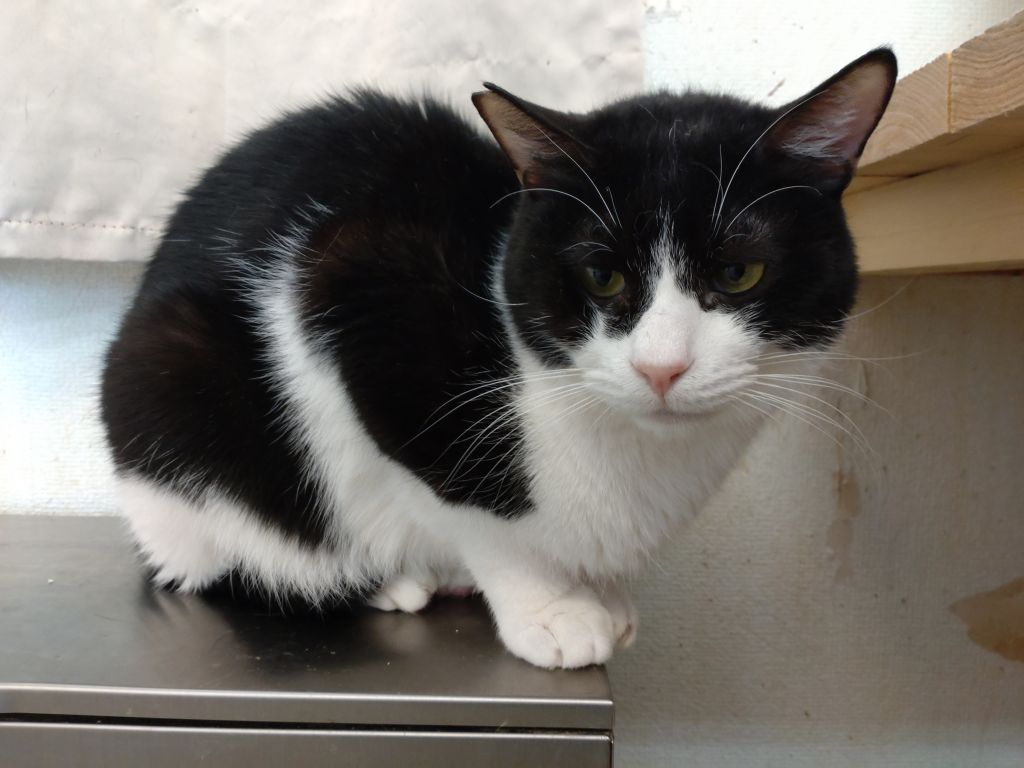 急激に人慣れしてきているちょび丸くん 猫社会性 雑種 ミックス猫 猫かふぇ 和風猫本舗 保護犬 保護猫の里親募集サイトならomusubi お結び 急激に人慣れしてきているちょび丸くん 猫社会性 雑種 ミックス猫 猫かふぇ 和風猫本舗 保護犬 保護猫の里親募集サイトならomusubi お結び