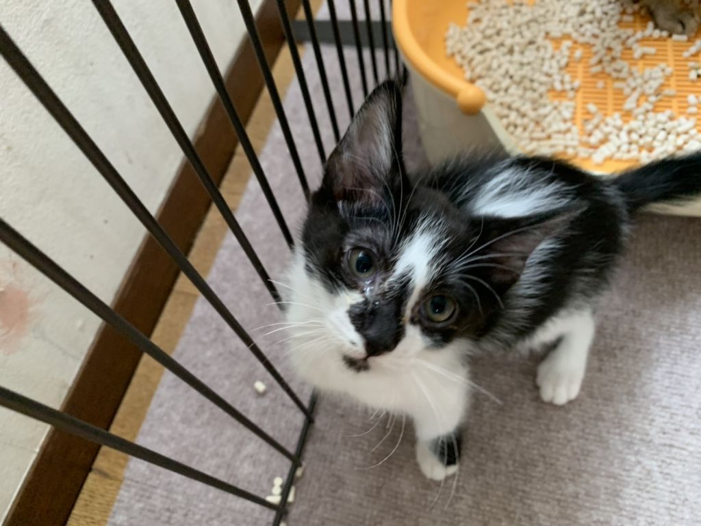 https://s3-ap-northeast-1.amazonaws.com/dev.ribbon-s3-jpn/image-pet-8443-20210714185448-0.jpeg