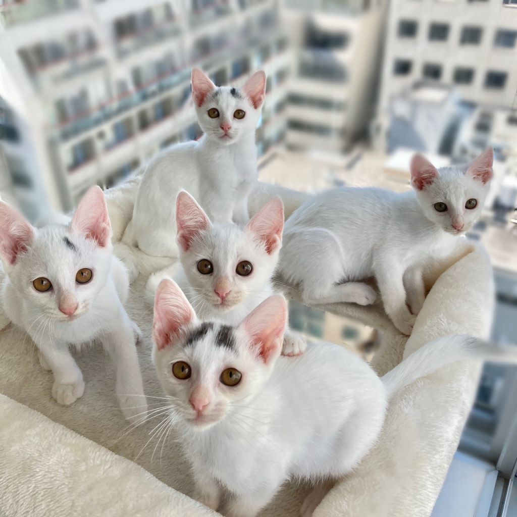初心者歓迎白い妖精 甘えん坊5兄弟 ペアで 雑種 ミックス猫 みなとねこ 保護犬 保護猫の里親募集サイトならomusubi お結び 初心者歓迎白い妖精 甘えん坊5兄弟 ペアで 雑種 ミックス猫 みなとねこ 保護犬 保護猫の里親募集サイトならomusubi お結び