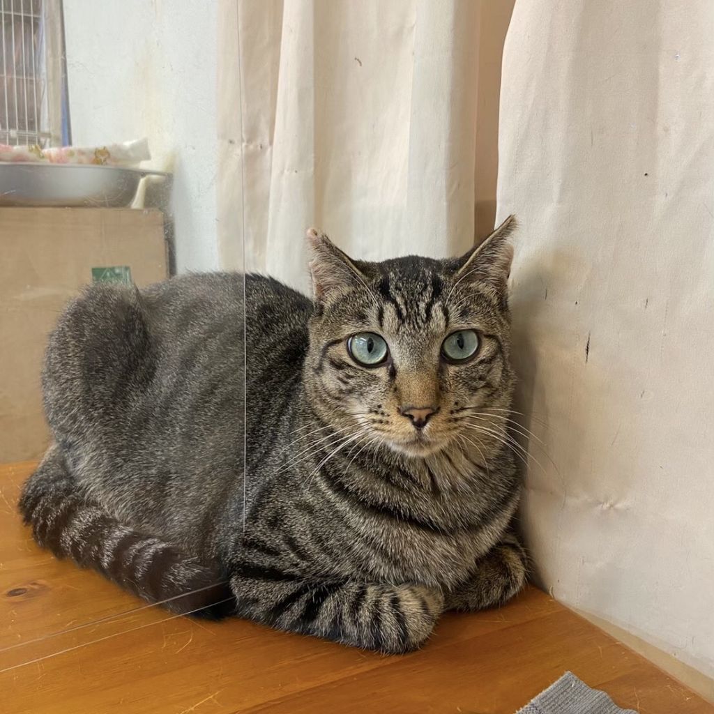 とってもイケニャン シャイで鈍くささがかわいい 雑種 ミックス猫 猫かふぇ 和風猫本舗 保護犬 保護猫 の里親募集サイトならomusubi お結び