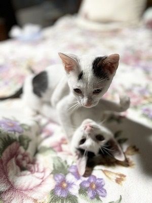 https://s3-ap-northeast-1.amazonaws.com/dev.ribbon-s3-jpn/image-pet-8711-20210801161027-0.jpeg