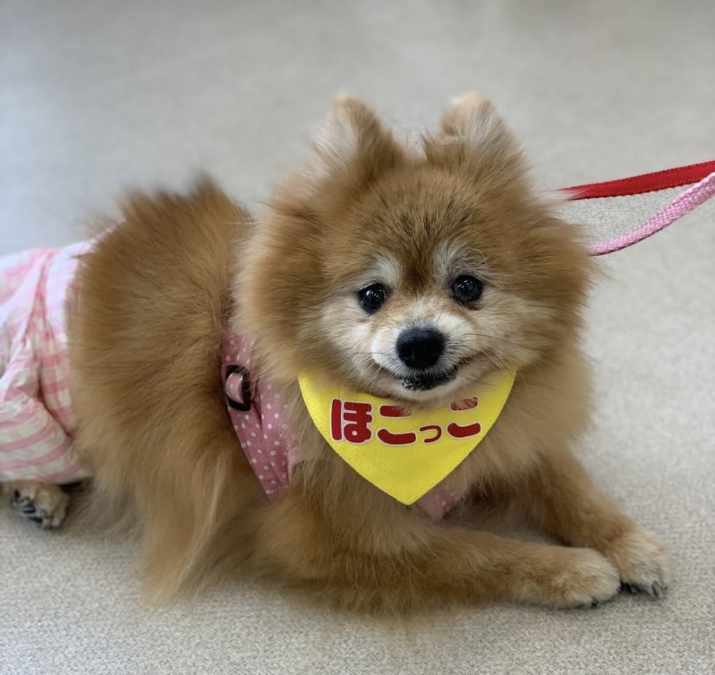 モフモフふわふわが可愛い マイペースまあちゃん ポメラニアン 一般社団法人sora小さな命を救う会 保護犬 保護猫の里親募集サイトならomusubi お結び