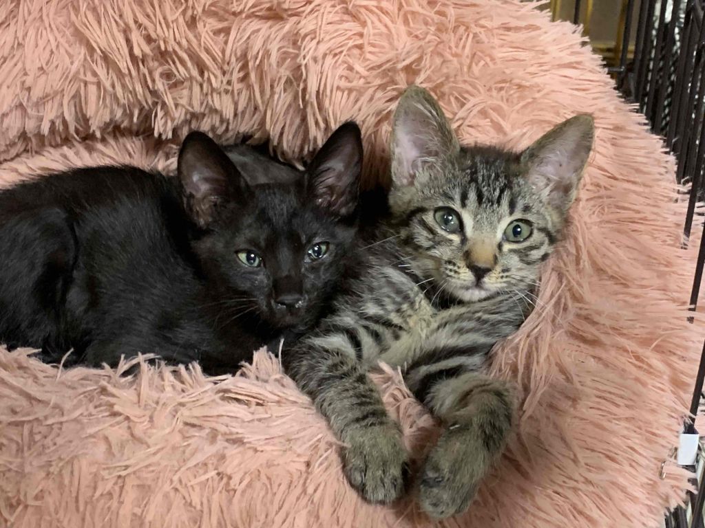 元気いっぱいスフィンクス顔の黒猫女子 雑種 ミックス猫 保護猫の家 にしきんち 保護犬 保護猫の里親募集サイトならomusubi お結び