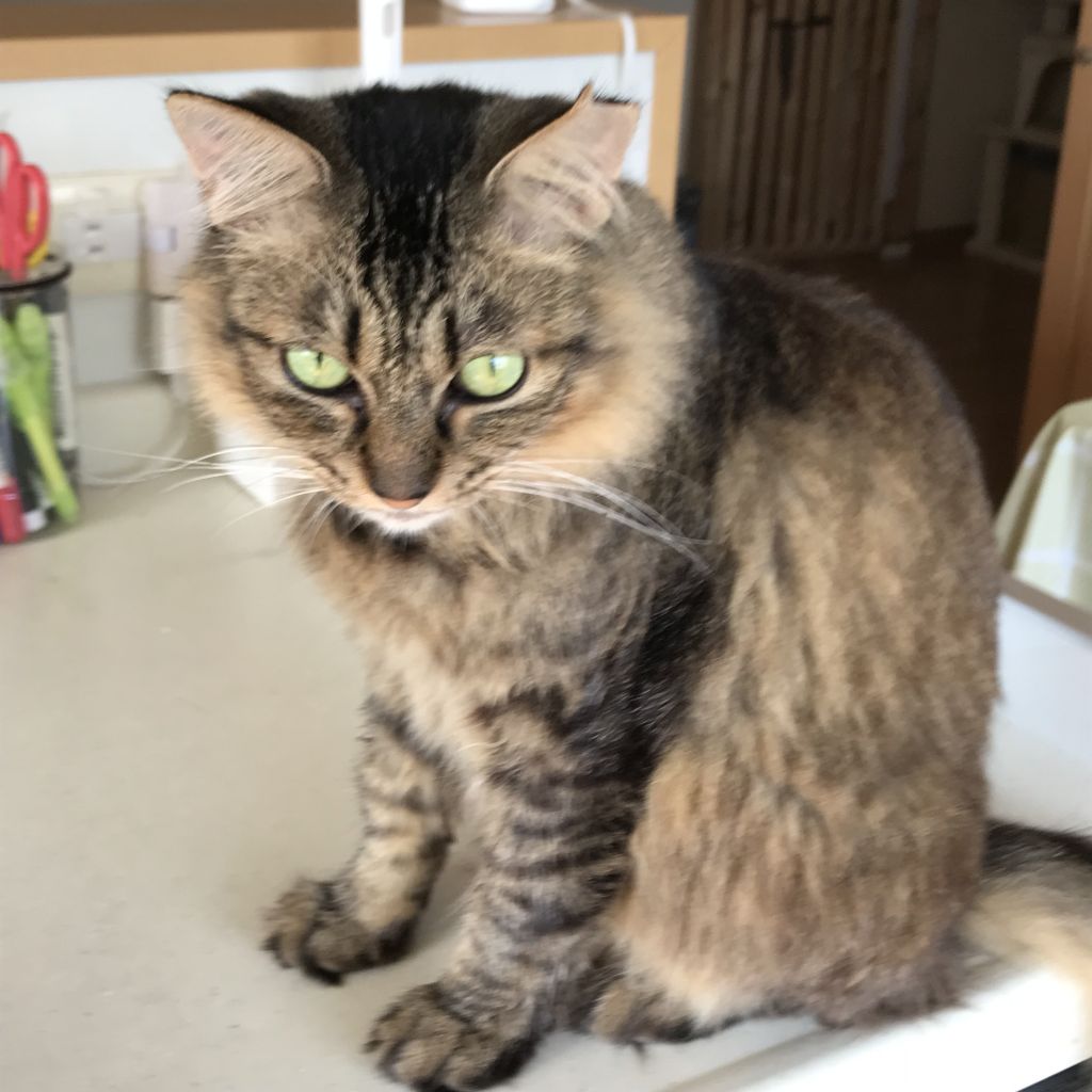 https://s3-ap-northeast-1.amazonaws.com/dev.ribbon-s3-jpn/image-pet-8773-20211014105405-0.jpeg