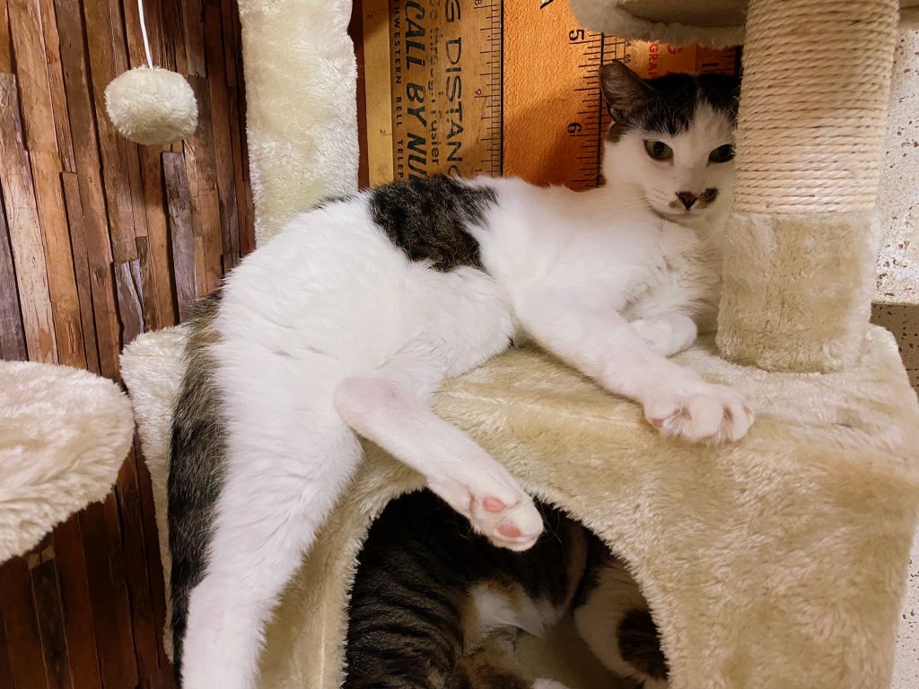 https://s3-ap-northeast-1.amazonaws.com/dev.ribbon-s3-jpn/image-pet-8802-20210831174158-0.jpeg