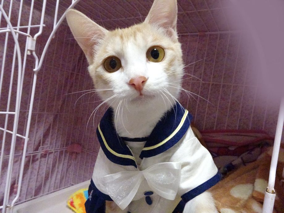 https://s3-ap-northeast-1.amazonaws.com/dev.ribbon-s3-jpn/image-pet-8842-20211030084705-0.jpeg