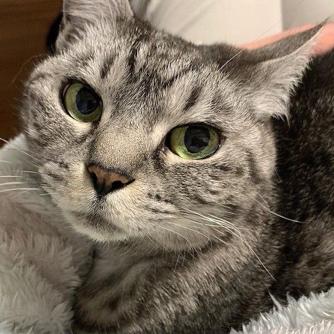 アメショ風な顔立ちのサバトラすずちゃん | 雑種（ミックス猫