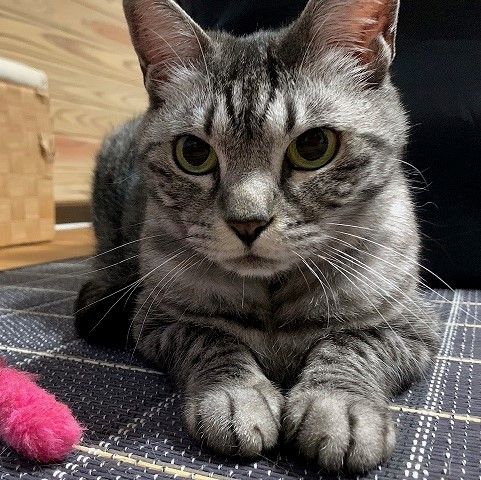 アメショ風な顔立ちのサバトラすずちゃん 雑種 ミックス猫 ちばわん 保護犬 保護猫の里親募集サイトならomusubi お結び