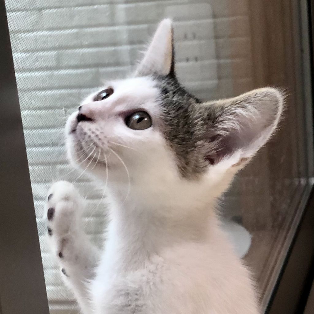 https://s3-ap-northeast-1.amazonaws.com/dev.ribbon-s3-jpn/image-pet-8922-20210812124732-3.jpeg
