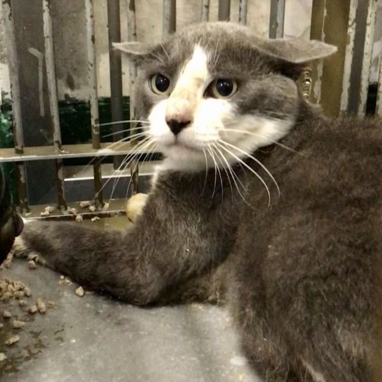 くまお弟 現在センター収容中 命の期限は1週間です 雑種 ミックス猫 みなとねこ 保護犬 保護猫の里親募集サイトならomusubi お 結び