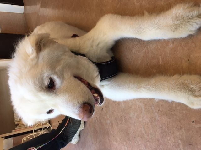 白くまのような男の子 グー君 雑種 ミックス犬 Npo法人 わんずぺ す Wanspace 保護犬 保護猫の里親募集サイトならomusubi お結び