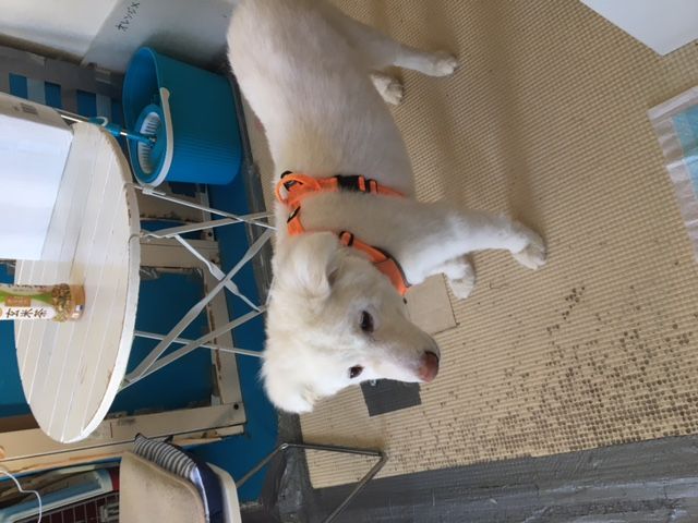 白くまのような男の子 グー君 雑種 ミックス犬 Npo法人 わんずぺ す Wanspace 保護犬 保護猫の里親募集サイトならomusubi お結び