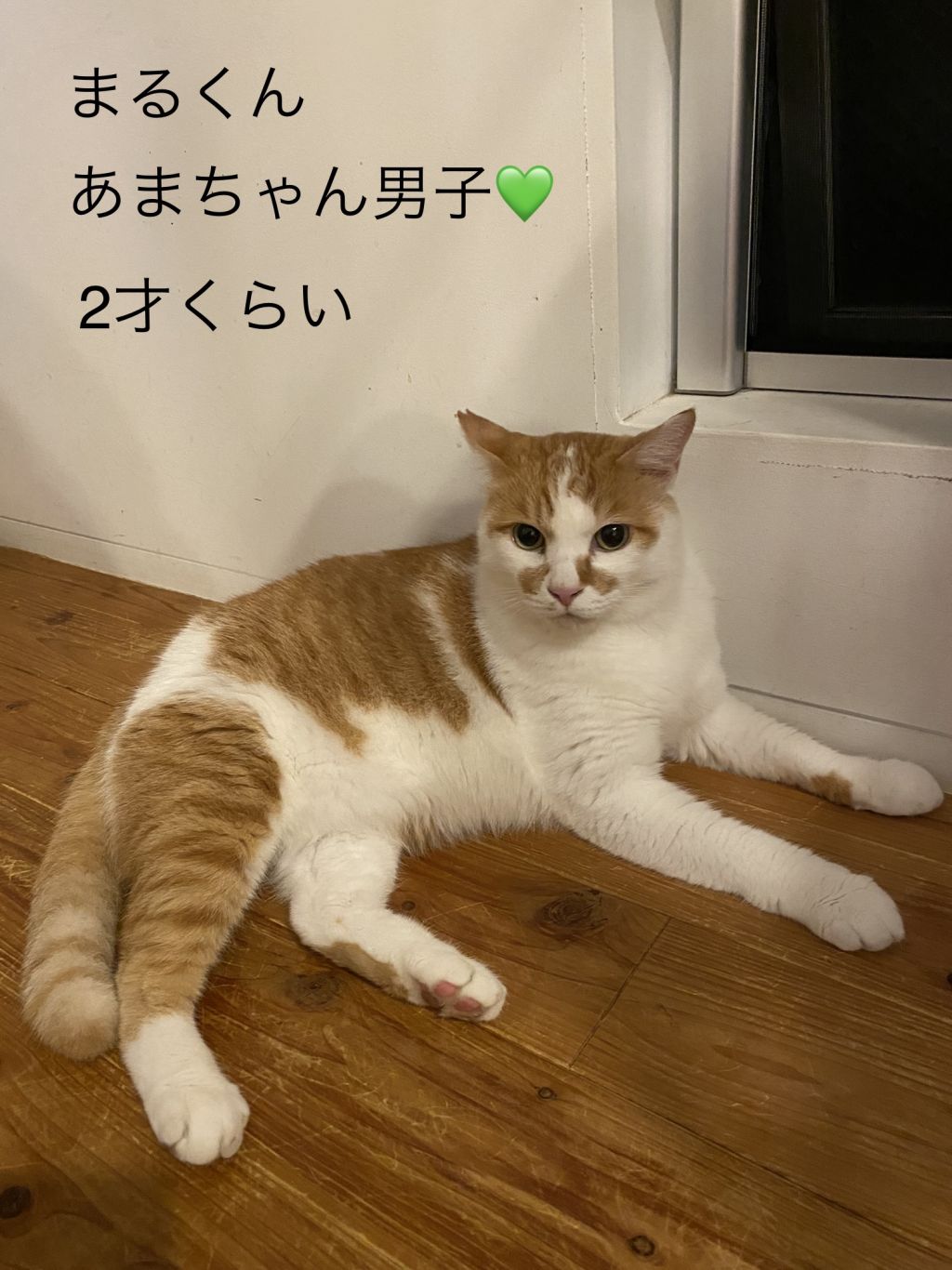 https://s3-ap-northeast-1.amazonaws.com/dev.ribbon-s3-jpn/image-pet-9023-20210917230008-0.jpeg