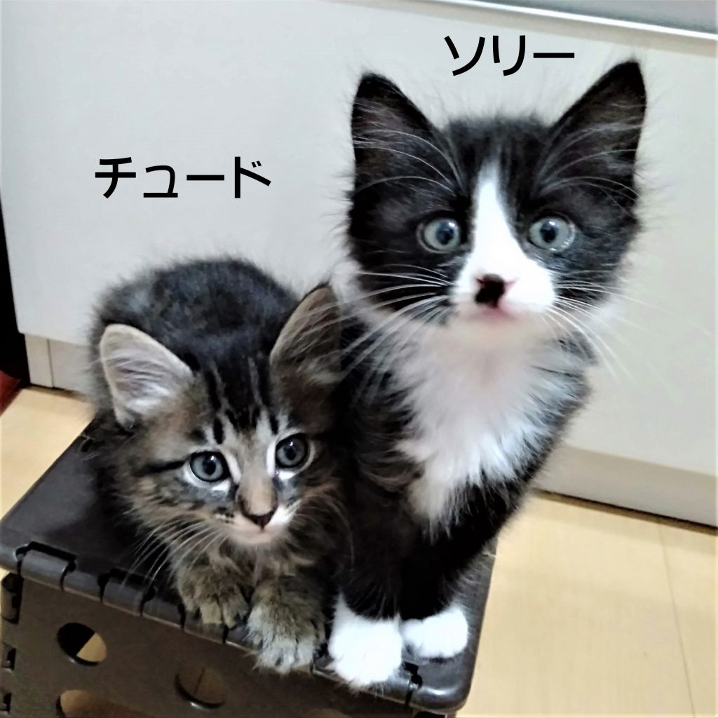 ふわふわ中毛！おっとりハチワレ女子☆ソリ―ちゃん | 雑種