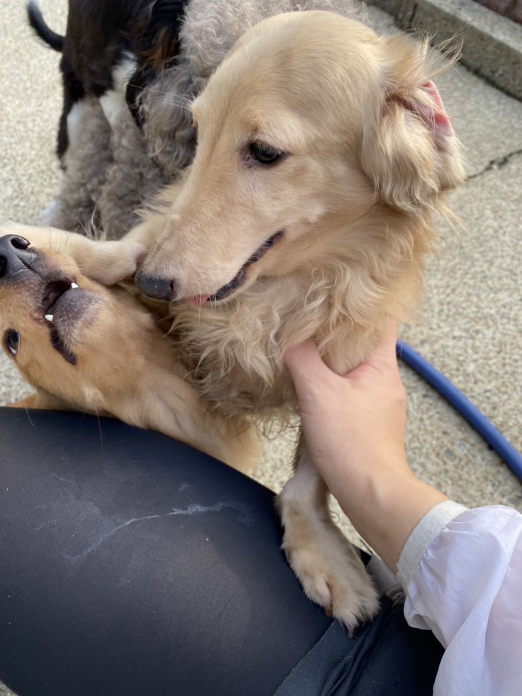 https://s3-ap-northeast-1.amazonaws.com/dev.ribbon-s3-jpn/image-pet-9156-20220123114640-0.jpeg