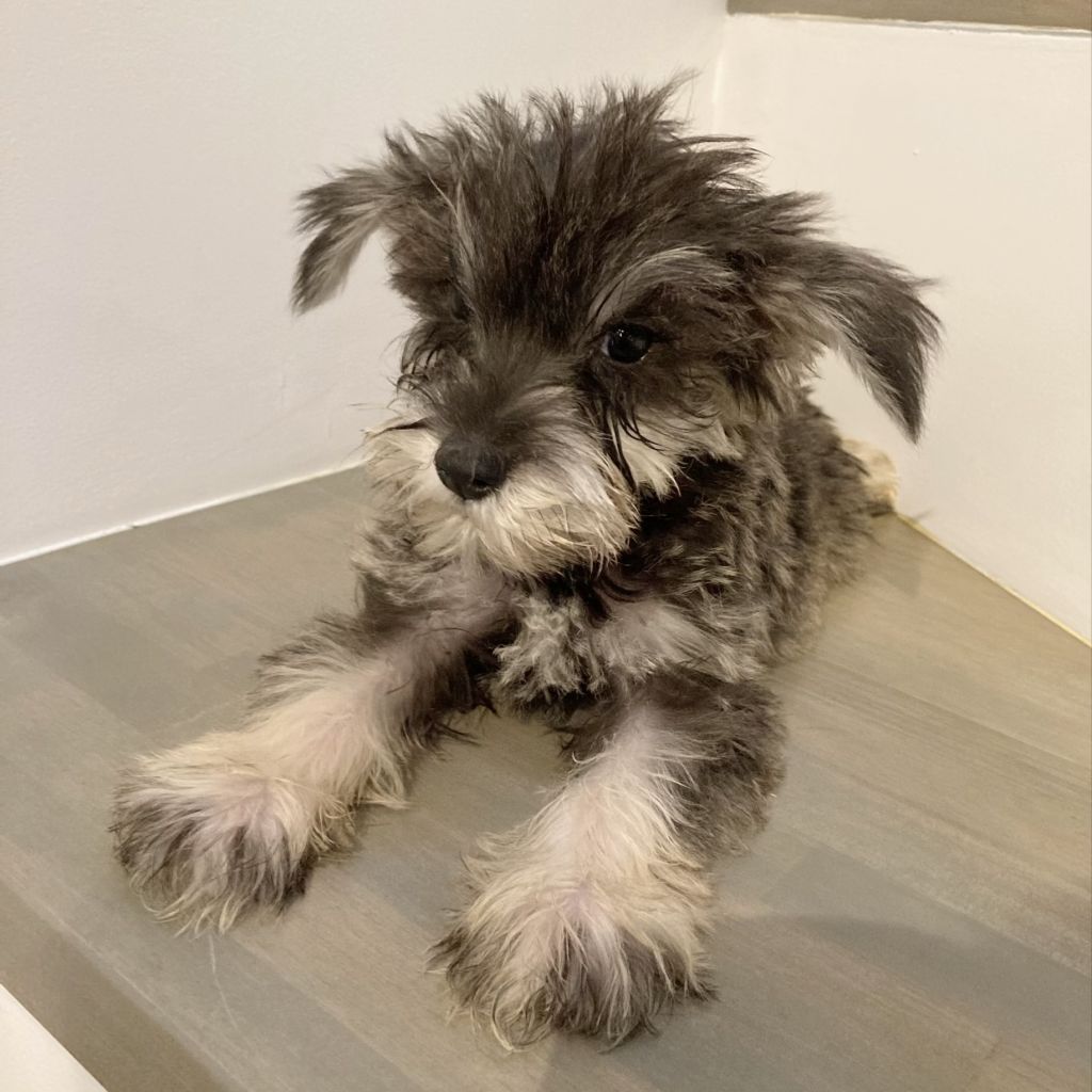 遊ぶの大好き かまってちゃんです ミニチュア シュナウザー 保護犬団体 肉球レンジャー 保護犬 保護猫の里親募集サイトならomusubi お結び