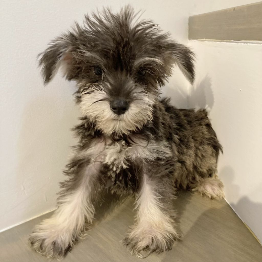 遊ぶの大好き かまってちゃんです ミニチュア シュナウザー 保護犬団体 肉球レンジャー 保護犬 保護猫の里親募集サイトならomusubi お結び