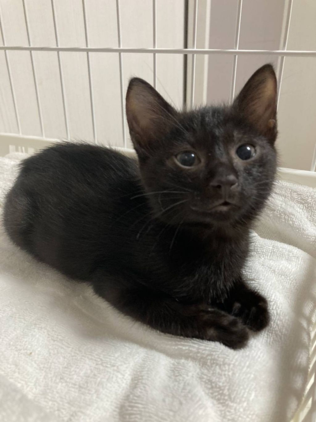 黒猫 猫の里親募集情報 Omusubi 審査制の保護犬猫マッチングサイト