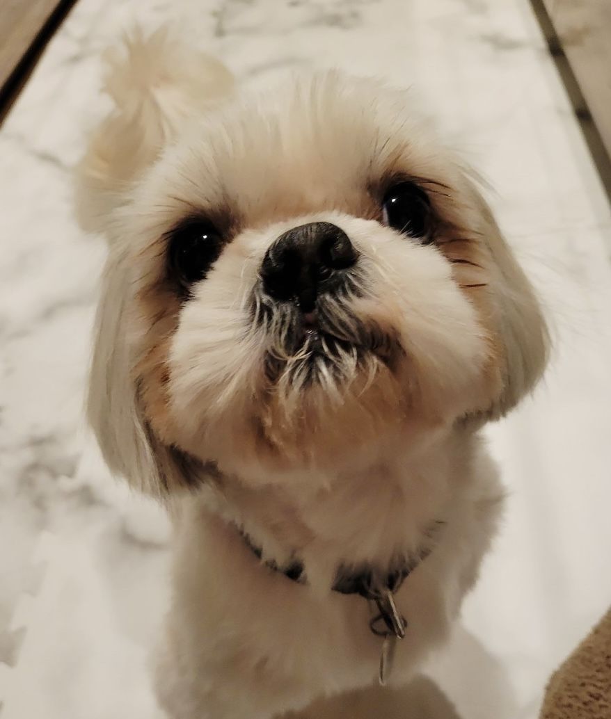https://s3-ap-northeast-1.amazonaws.com/dev.ribbon-s3-jpn/image-pet-9236-20220119005916-0.jpeg