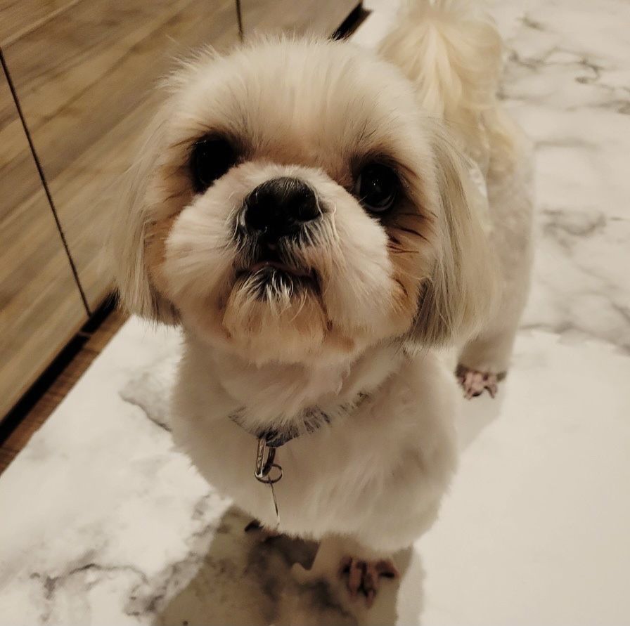 ゆったりとした時間を一緒に 穏やかな ななとくん シーズー 一般社団法人sora小さな命を救う会 保護犬 保護猫の里親 募集サイトならomusubi お結び