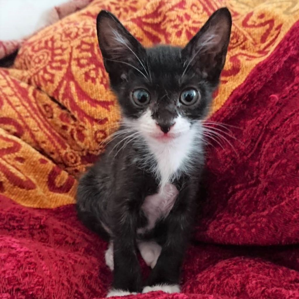 のらくろ似の元気で人懐こい黒白 イチくん 雑種 ミックス猫 ｎｐｏ法人 猫の森 保護犬 保護猫の里親募集サイトならomusubi お結び