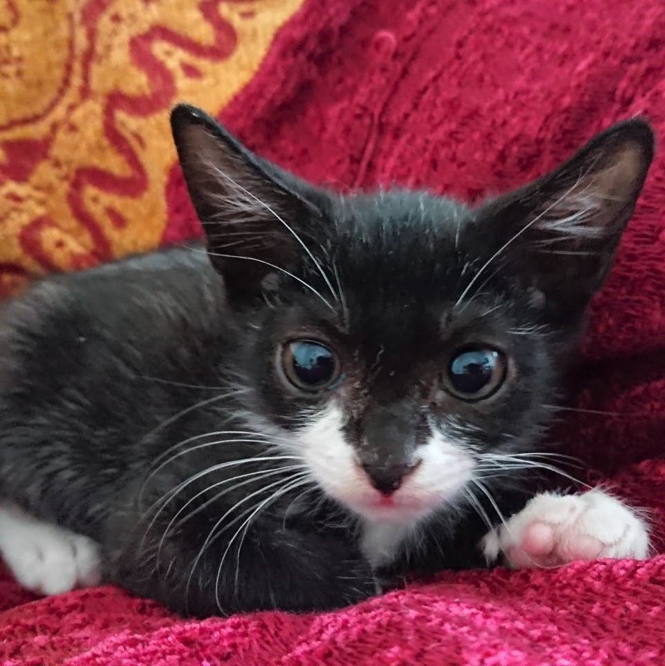 のらくろ似の元気で人懐こい黒白 イチくん 雑種 ミックス猫 ｎｐｏ法人 猫の森 保護犬 保護猫の里親募集サイトならomusubi お結び