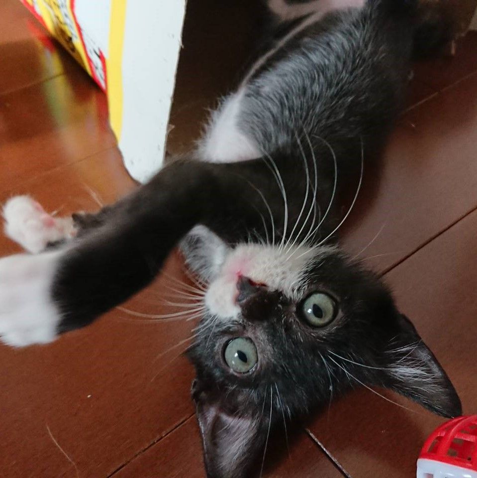 のらくろ似の元気で人懐こい黒白 イチくん 雑種 ミックス猫 ｎｐｏ法人 猫の森 保護犬 保護猫の里親募集サイトならomusubi お結び