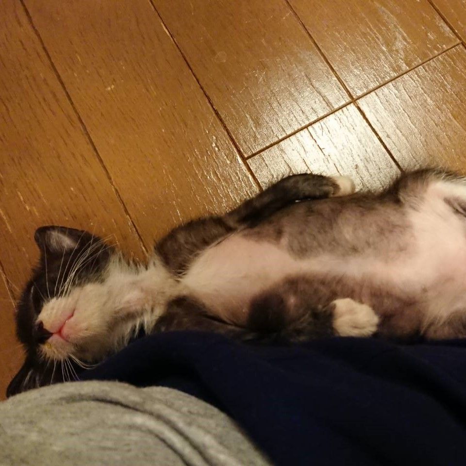 のらくろ似の元気で人懐こい黒白 イチくん 雑種 ミックス猫 ｎｐｏ法人 猫の森 保護犬 保護猫の里親募集サイトならomusubi お結び