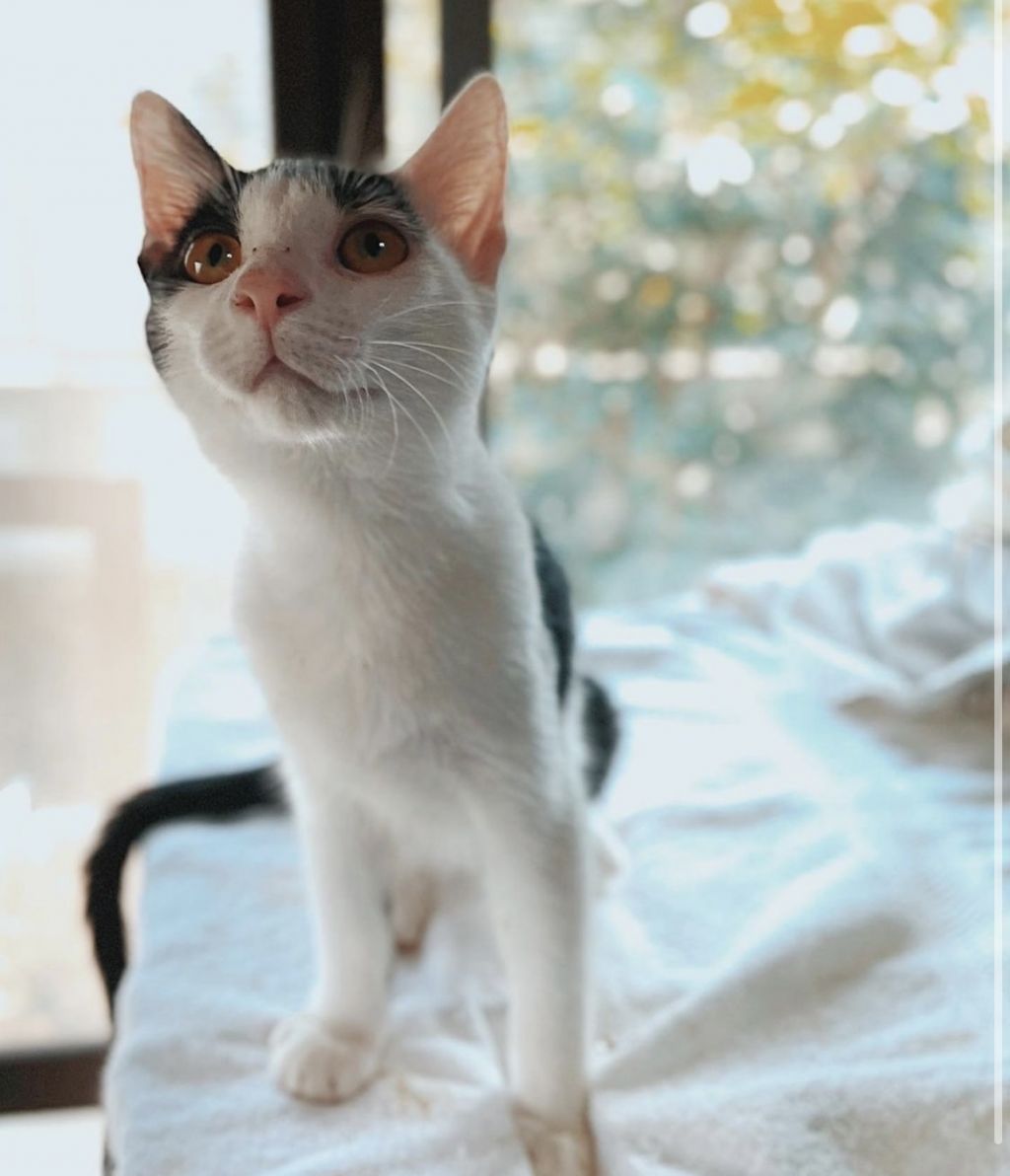 https://s3-ap-northeast-1.amazonaws.com/dev.ribbon-s3-jpn/image-pet-9341-20210910222849-0.jpeg