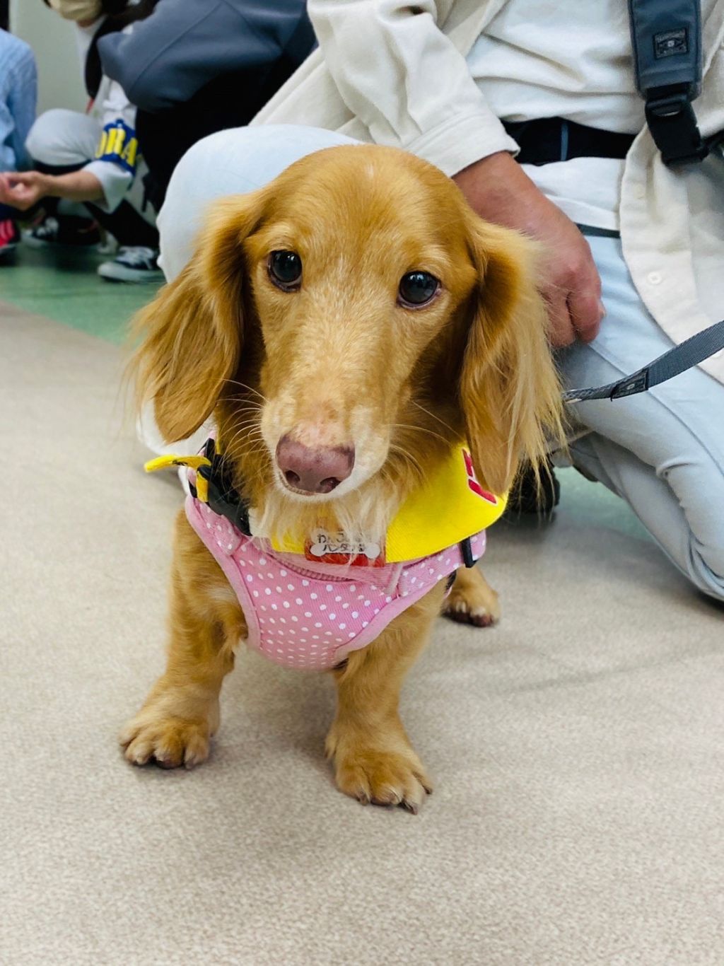 https://s3-ap-northeast-1.amazonaws.com/dev.ribbon-s3-jpn/image-pet-9362-20211123135625-0.jpeg