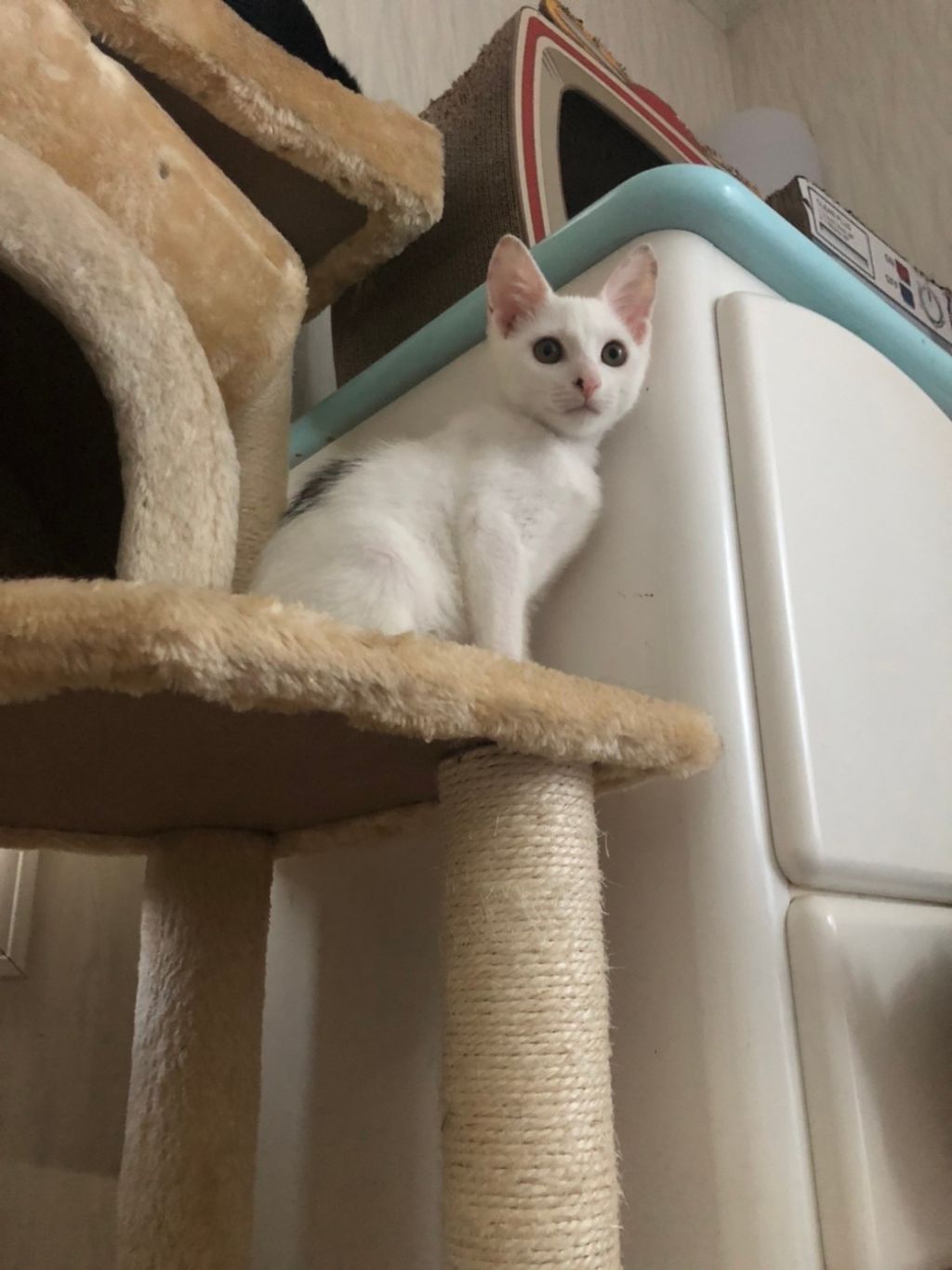 白猫 × 猫の里親募集情報｜OMUSUBI【審査制の保護犬猫マッチングサイト】