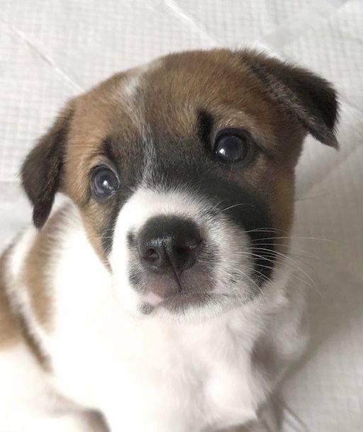 雑種 ミックス犬 犬の里親募集情報 Omusubi 審査制の保護犬猫マッチングサイト