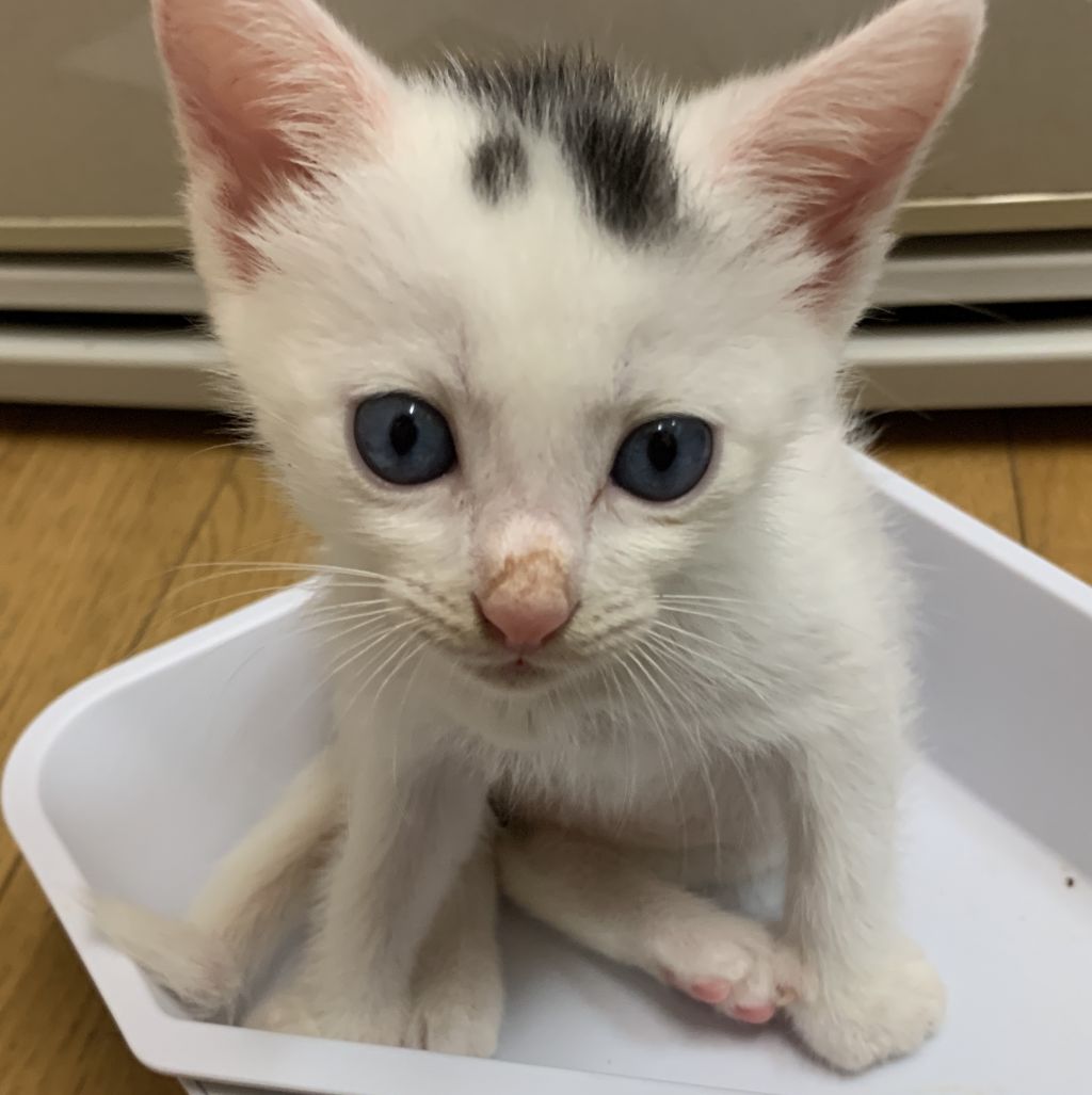 ブルーアイかも 白多め黒男子 雑種 ミックス猫 Npo法人倉敷猫まもりの会 保護犬 保護猫の里親募集サイトならomusubi お結び ブルーアイかも 白多め黒男子 雑種 ミックス猫 Npo法人倉敷猫まもりの会 保護犬 保護猫の里親募集サイトならomusubi お結び
