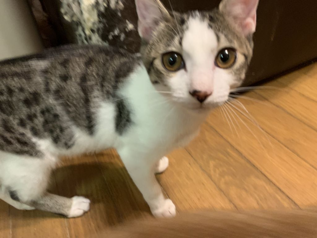 https://s3-ap-northeast-1.amazonaws.com/dev.ribbon-s3-jpn/image-pet-9651-20210929224207-0.jpeg