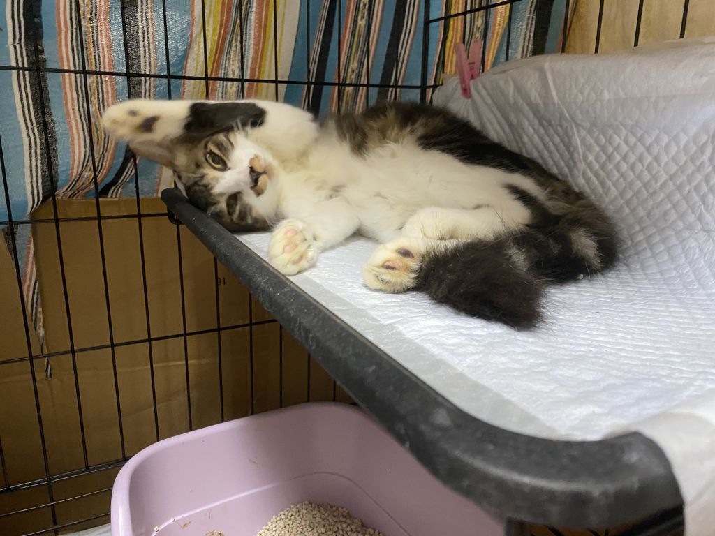 https://s3-ap-northeast-1.amazonaws.com/dev.ribbon-s3-jpn/image-pet-9660-20211001114138-0.jpeg