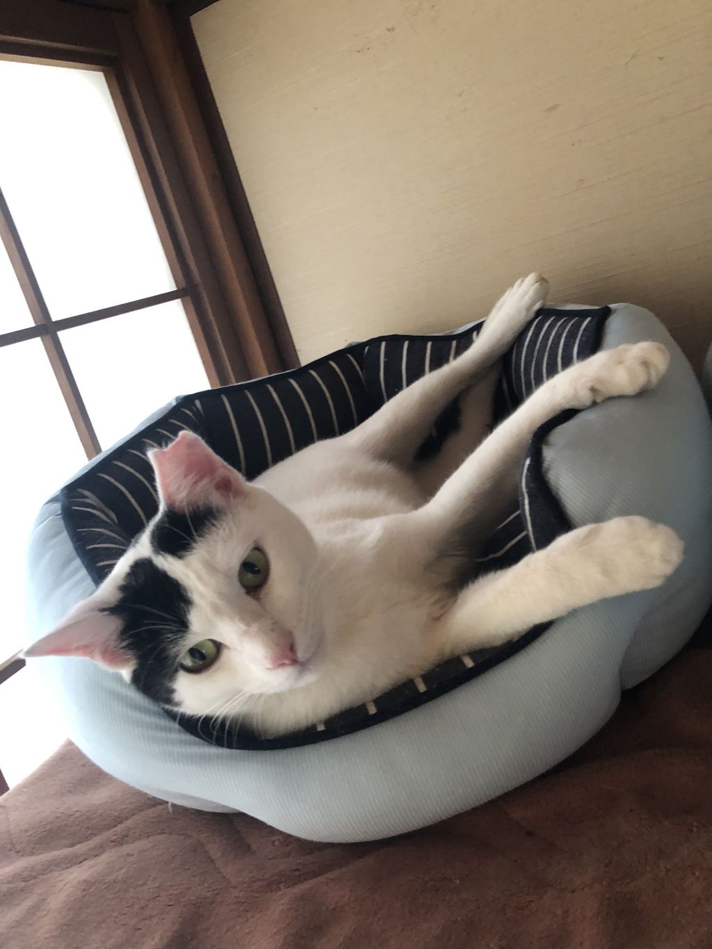 https://s3-ap-northeast-1.amazonaws.com/dev.ribbon-s3-jpn/image-pet-9691-20211207133308-0.jpeg