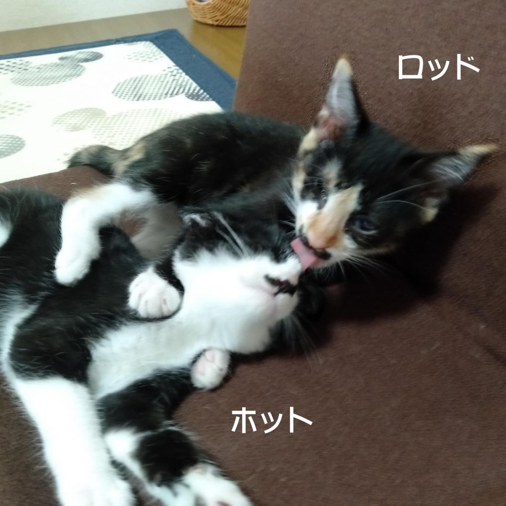 image-7