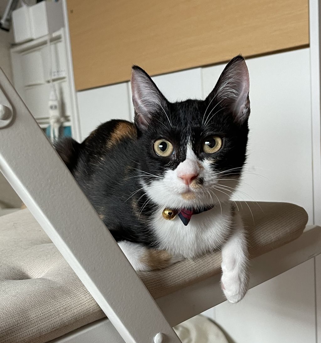 https://s3-ap-northeast-1.amazonaws.com/dev.ribbon-s3-jpn/image-pet-9777-20211007205159-0.jpeg