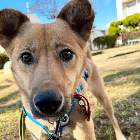 犬が大好き 明るく活発な女の子 雑種 ミックス犬 ちばわん 保護犬 保護猫の里親募集サイトならomusubi お結び