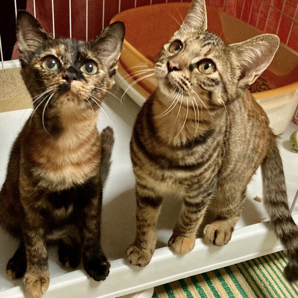 猫茶さま 専用 右向きお座り茶トラ白猫（大）｜WooBia公式オンラインショップ