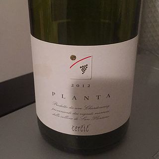 Tercic Planta(テルチッチ プランタ)