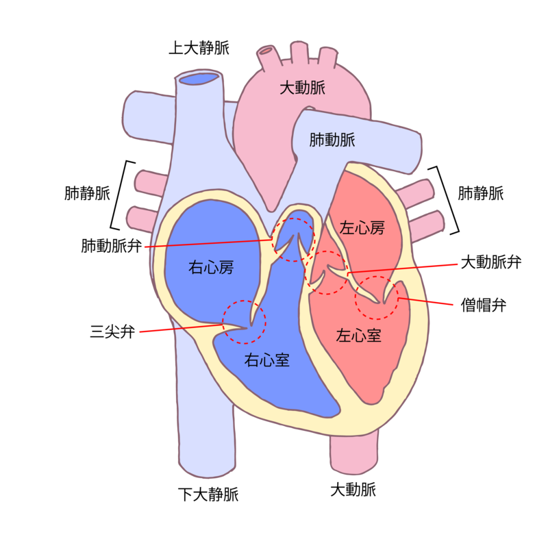 心臓の構造（素材提供：PIXTA）