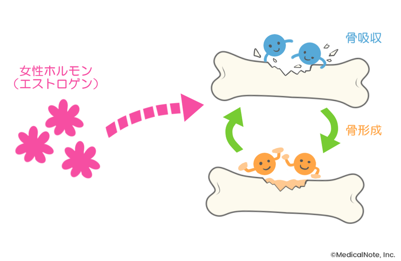 エストロゲンは骨吸収と骨形成のバランスを整えるはたらきを担う